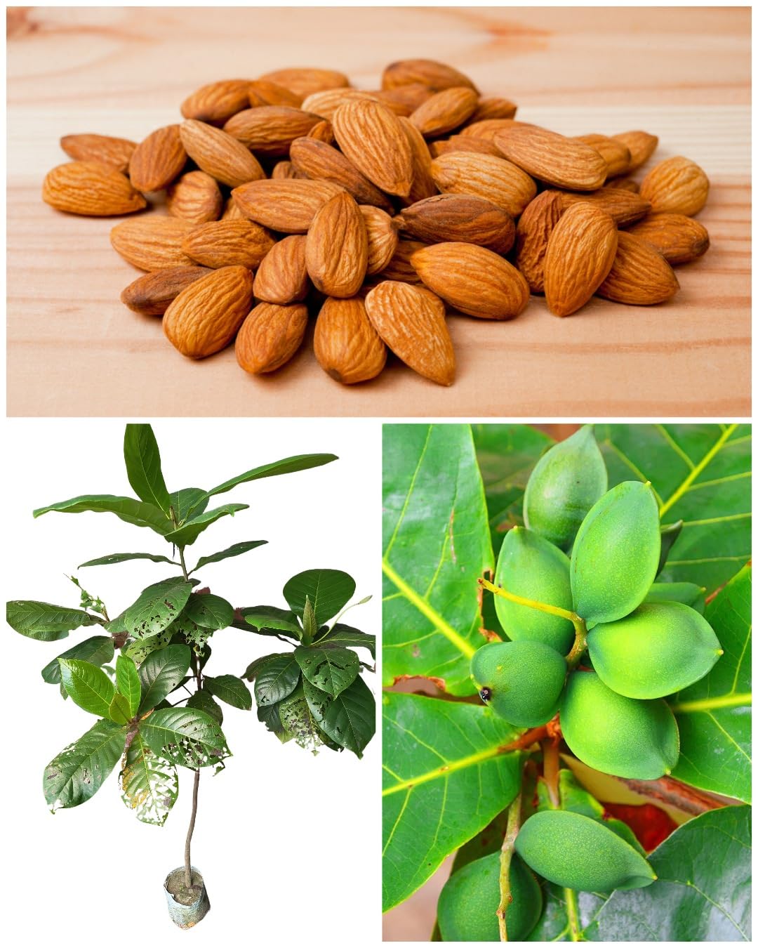 Almond Plant Plants — Exotic Fruits sapling available at Agro Nursery Garden